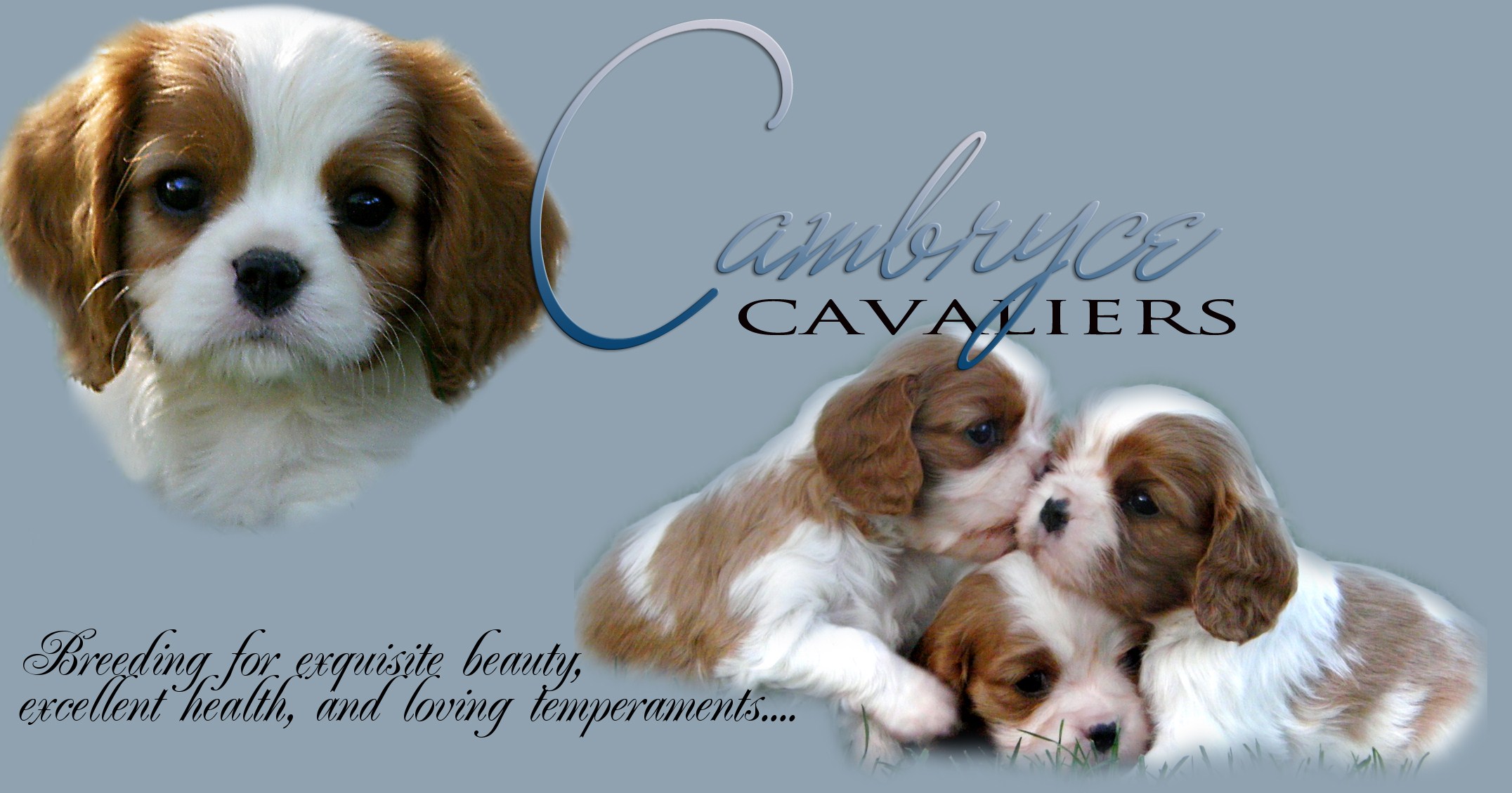 Cambryce Cavalier King Charles Spaniel puppies and dogs in Tucson Arizona.